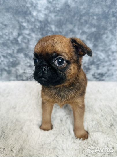 Пти брабансон