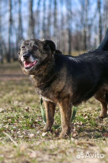 Собака Балин