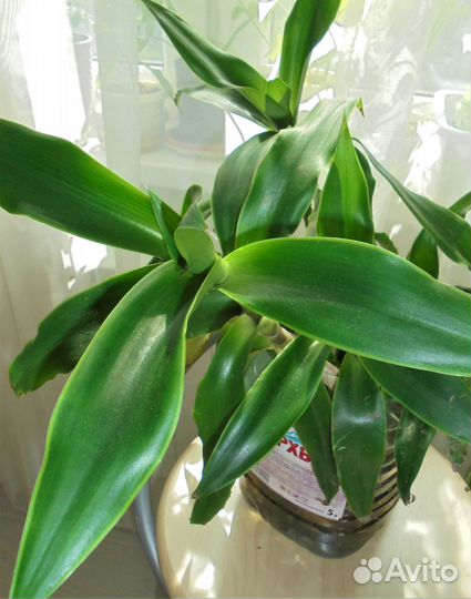 Комнатные растения золотой ус и каланхоэ