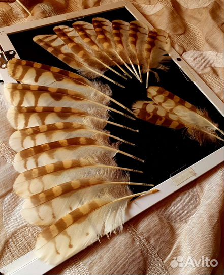 Перья хищных птиц