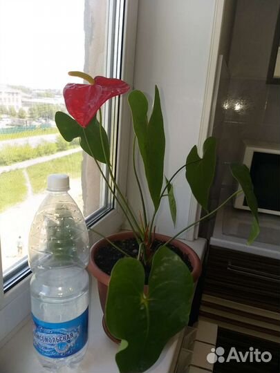 Антуриум красный