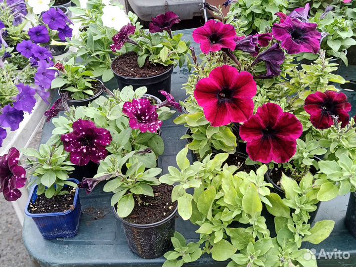 Петуния, Сальвия, Колеус, Гацания, Георгины