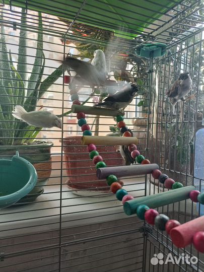 Японские амадины