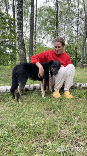 Собака в добрые руки