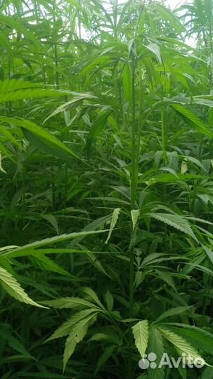 Ядра конопли (очищенные)