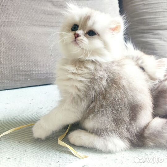 Британская кошечка