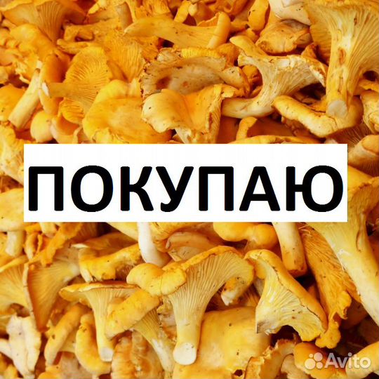 Грибы свежие лисички (белые, грузди, опята)