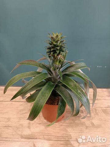 Комнатное растение Ананас 30 см