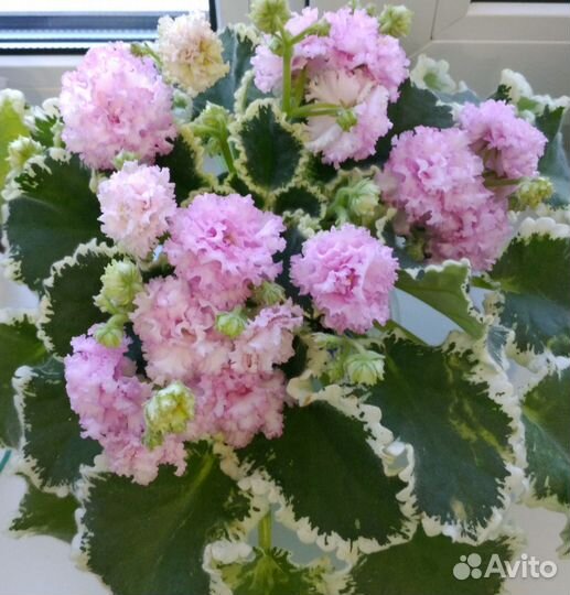 Детки сортовой фиалки