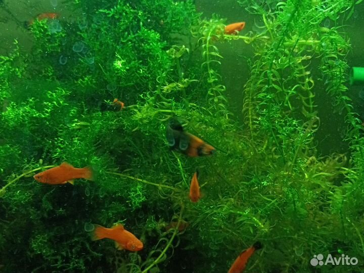 Аквариумное рыбки
