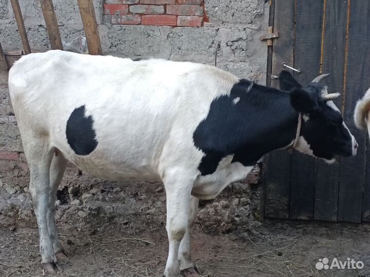 Корова стельная