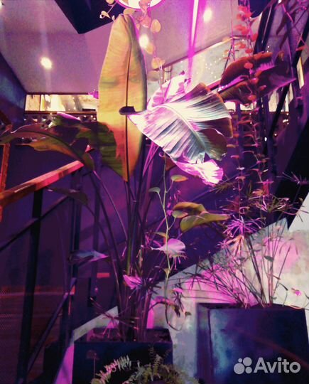 Фитодизайн, озеленение