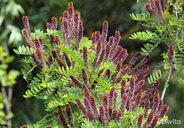 Аморфа кустарниковая/семена