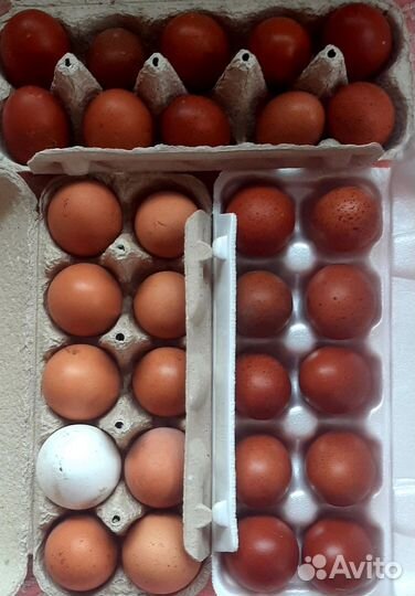 Продам мясо индейки