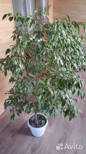 Фикус бенджамина