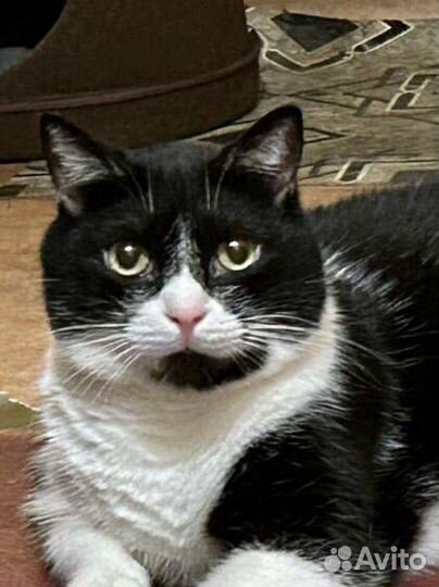 Котики ищут дом