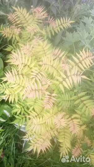 Многолетники