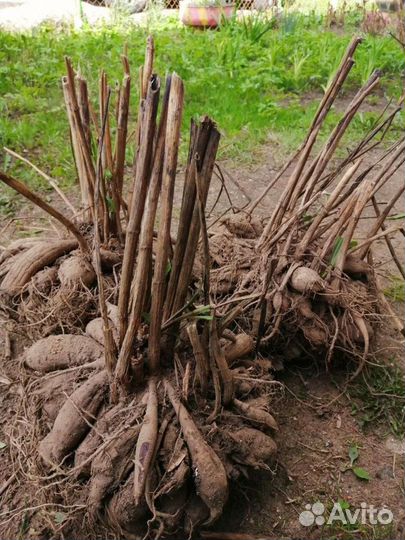 Георгины клубни