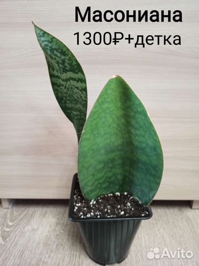 Сансевиерия Сортовая