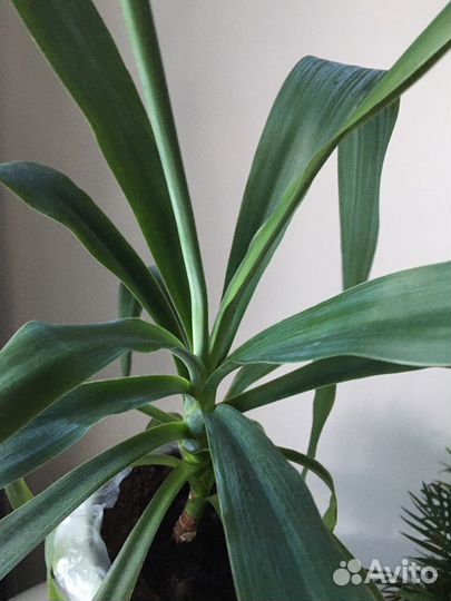 Пальма юкка