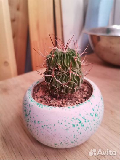 Кактус в горшке