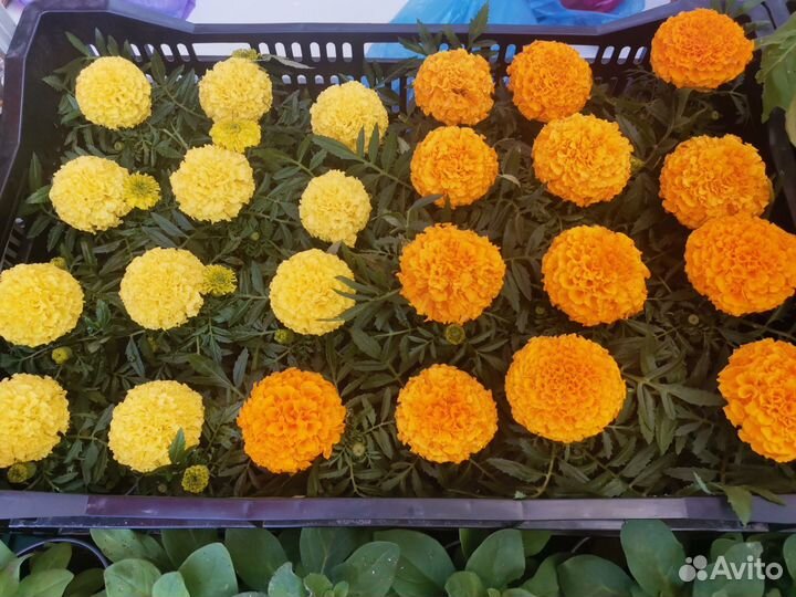 Бархатцы тайшаны