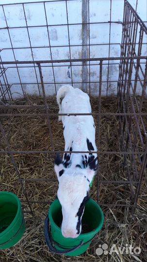 Телята бычки тёлочки