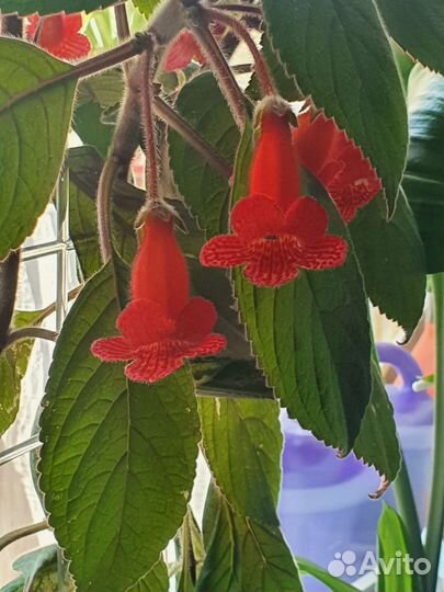 Калерия