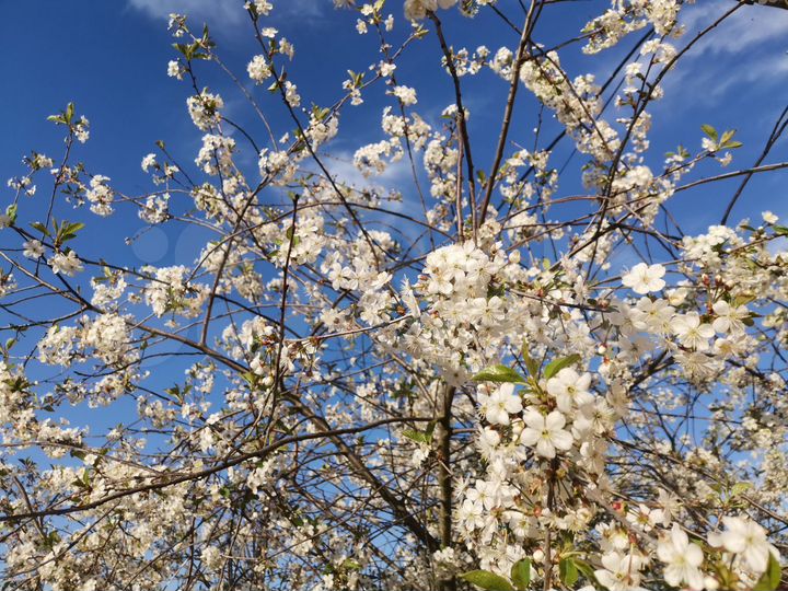 Дом 195 м² на участке 69 сот.