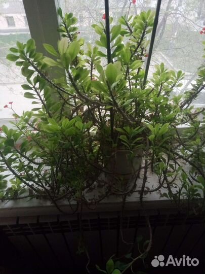 Молочай эуфорбия