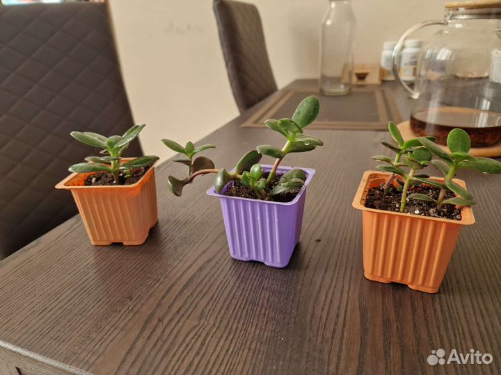 Детки Толстянки (Денежное дерево)