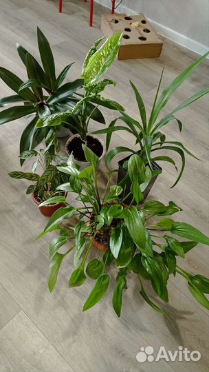 Комнатные цветы