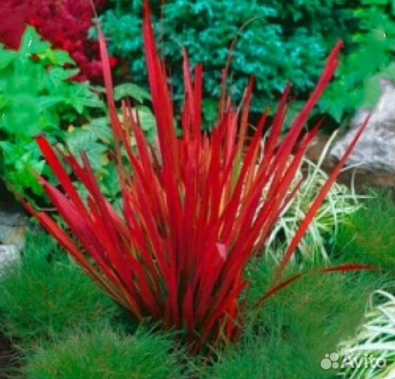 Императа цилиндрическая Ред барон