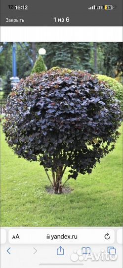 Ива Нана, Форзиция, Пузыреплодники, к. Бульденеж