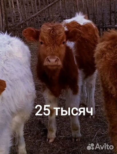 Коровы.Молодняк