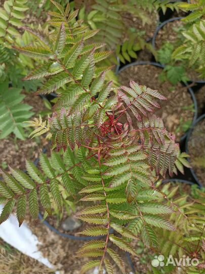 Рябинник рябинолистный