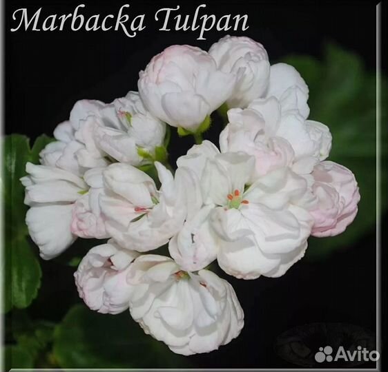 Пеларгония герань Marbacka Tulpan