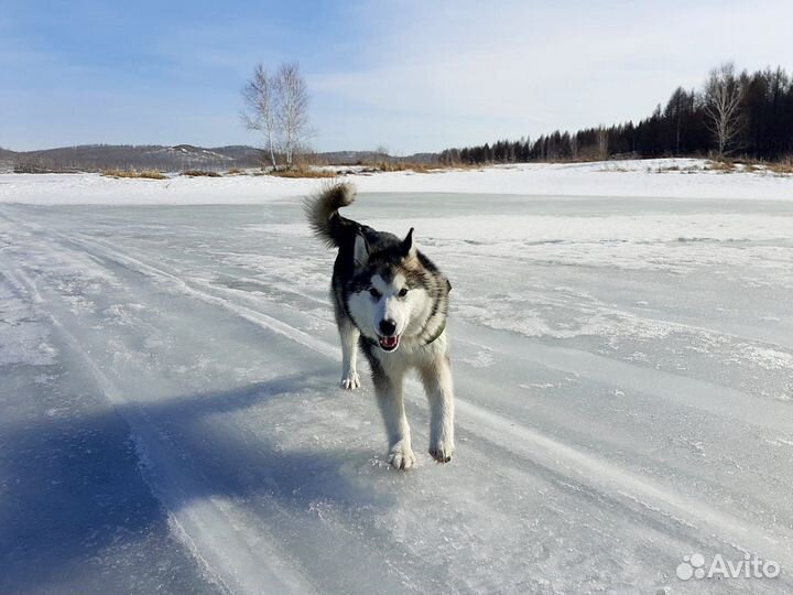 Продам щенка