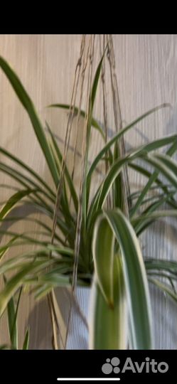 Плетеное кашпо