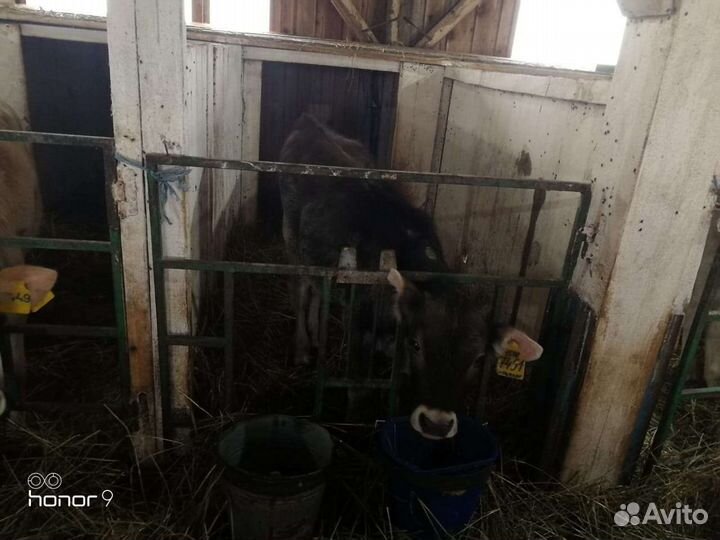 Телята Швицкой породы и др