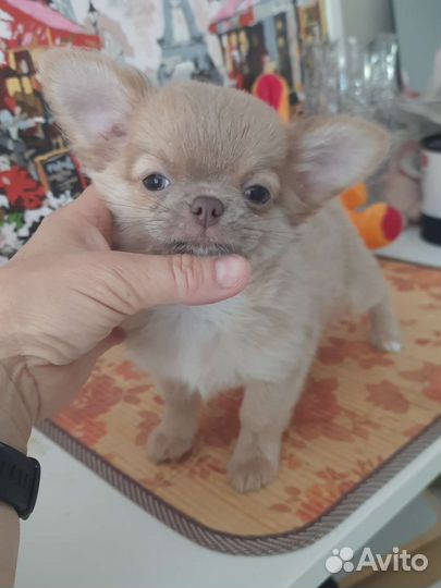 Чихуахуа лиловый мальчик