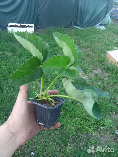 Рассада клубники зкс стаканчики