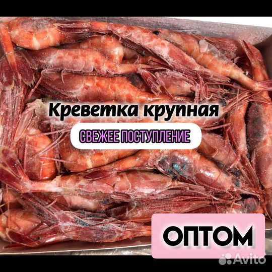 Креветка Ама Эби опт от поставщика/ свежий вылов