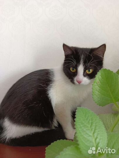 Кошечка ищет дом.Пятигорск