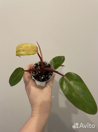 Филодендроны