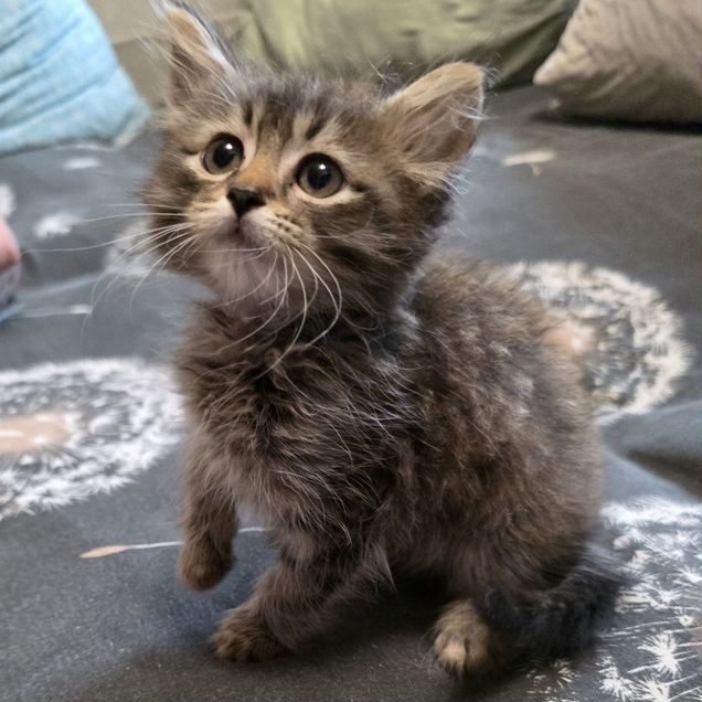 Сибирский котёнок