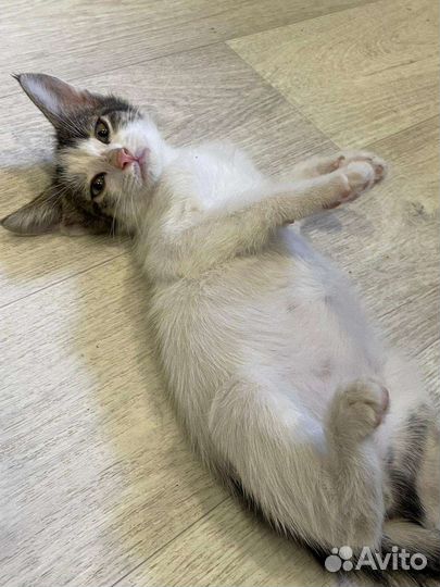 Котята в добрые руки бесплатно