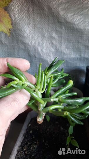 Крассула хоббит