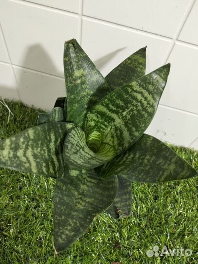 Сансевиерия ханни грин