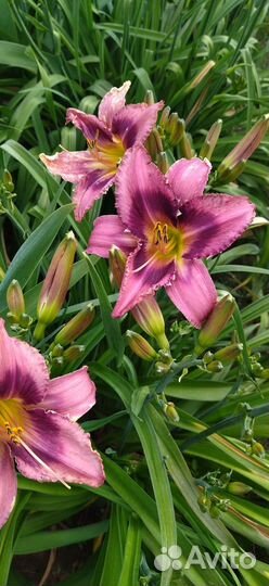 Лилейники сортовые